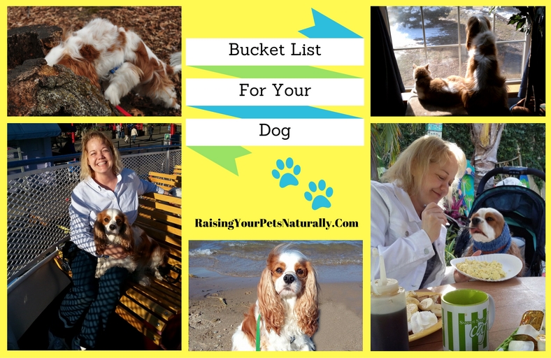 bucket-list-for-dogs-bucket-list-ideas-for-you-and-your-dog-raising