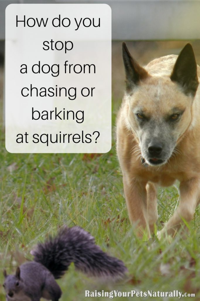 How do you stop a dog from chasing or barking at squirrels? ~ Raising