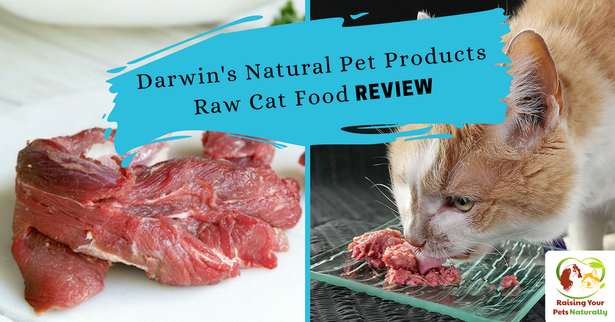 Best Raw Cat Food Brands for Indoor Cats Darwin's Natural Pet