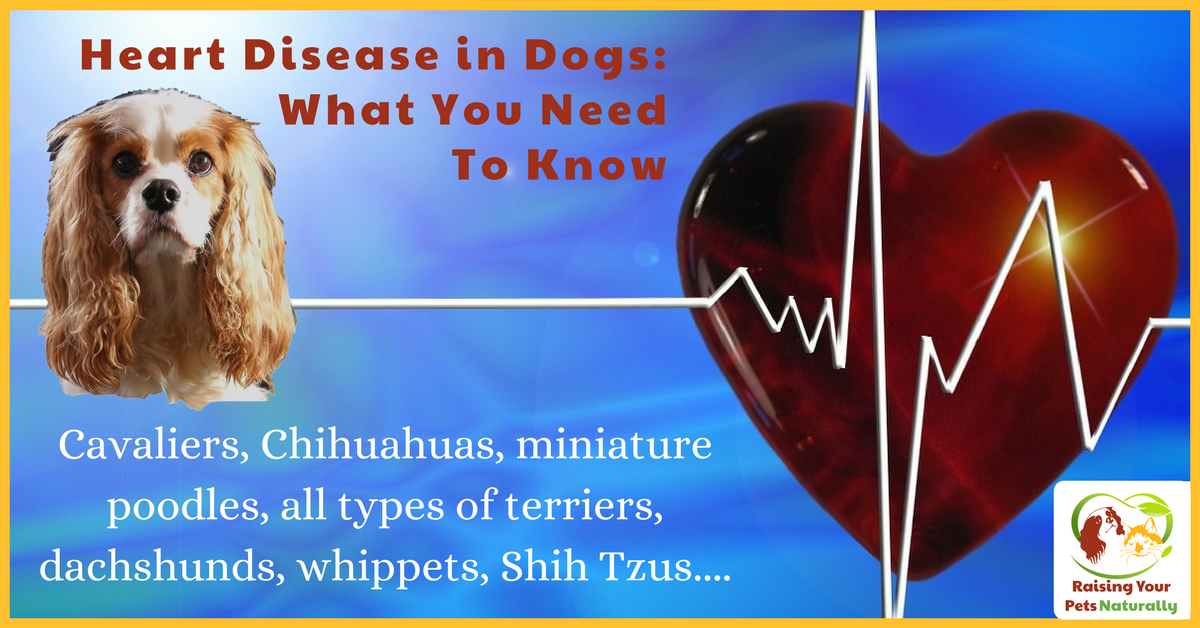 Heart Disease in Dogs What You Need To Know MVD in Dogs and Cavalier King Charles Spaniels