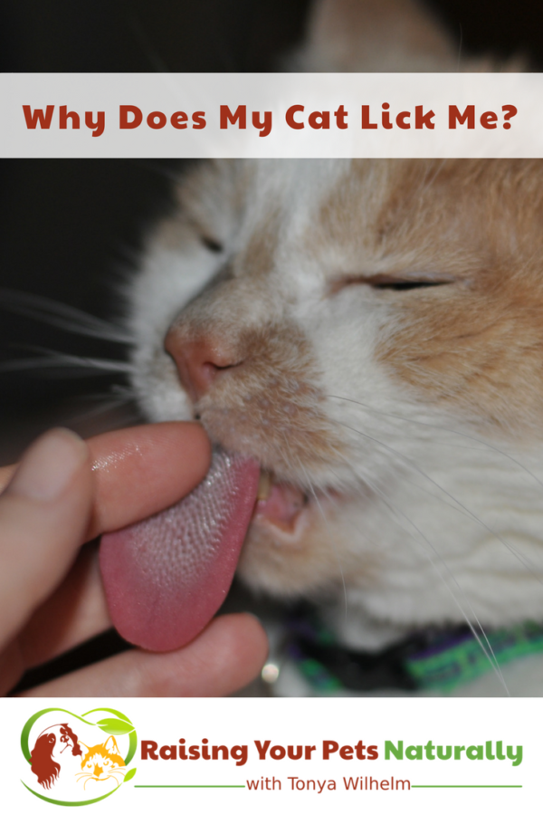 Why Does My Cat Lick Me? What Does it Mean When a Cat Licks You