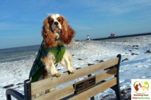 Dog-Friendly Duluth, Minnesota: Dog-Friendly Duluth Lakewalk ~ Raising