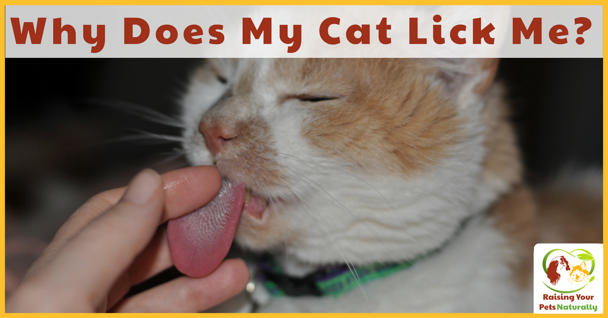 Why Does My Cat Lick Me What Does It Mean When A Cat Licks You