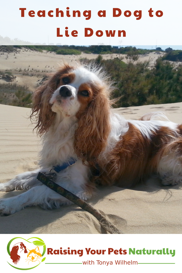 how-to-teach-a-dog-to-lay-down-how-to-train-a-dog-to-lay-down