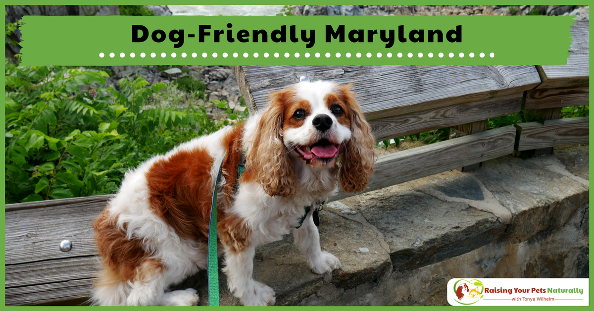 Dog-Friendly Maryland ~ Raising Your Pets Naturally with Tonya Wilhelm