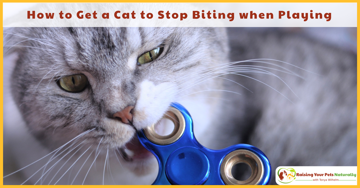 Why Does my Cat Bite Me During Play? How to Get a Cat to Stop Biting
