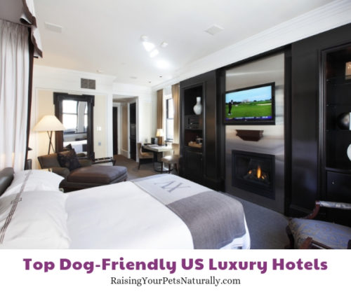 Top Dog-Friendly Luxury Hotels And Pet-Friendly 5 Star Boutique Hotels ...