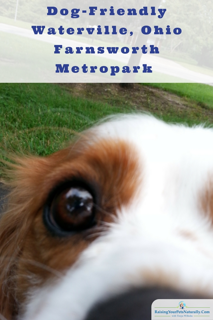 Dog-Friendly Toledo, Ohio Parks Dog-Friendly Waterville, Ohio: Farnsworth Metropark