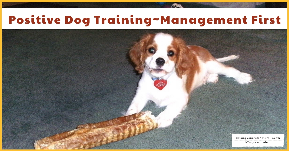 How to training a Cavalier King Charles Spaniel puppy