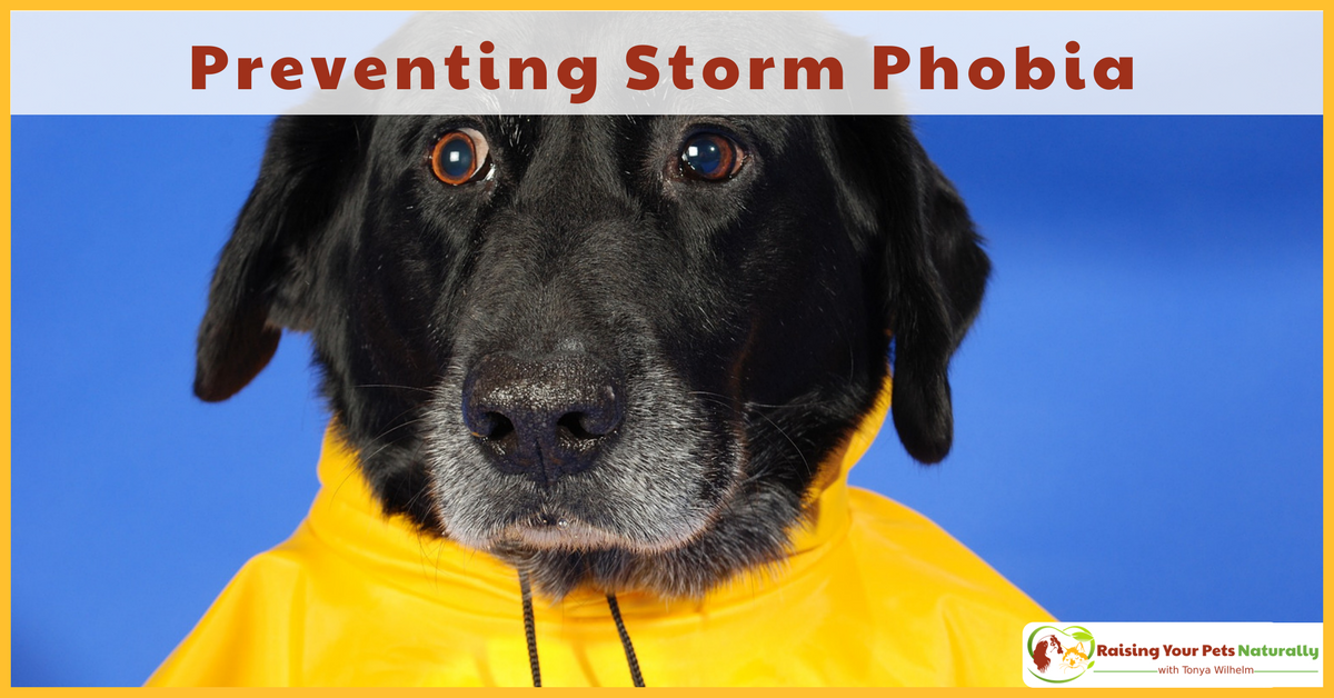 Preventing a dog or puppy from being scared of storms. A dog scared of thunder is much hard to treat than teaching a dog or puppy that storms are fun! #raisingyourpetsnaturally 