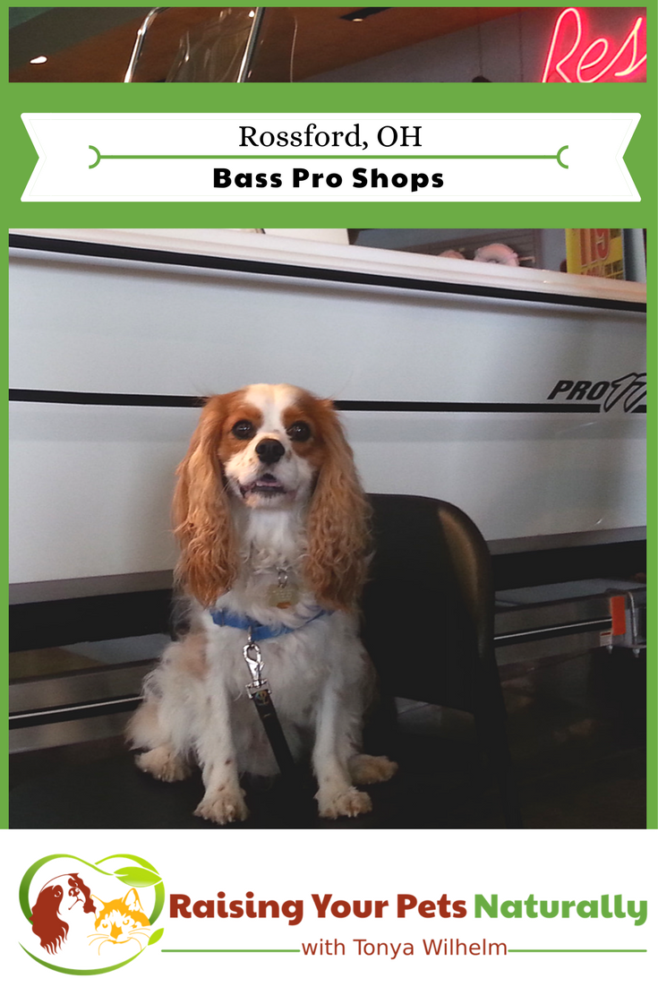 Dog-Friendly Ohio Stores and Activities, Rossford, Ohio If you are looking for an Ohio dog-friendly day trip, check out Bass Pro in Rossford, Ohio. #raisingyourpetsnaturally #dogfriendly #dogfriendlyohio #basspro #bassprorossford #dogfriendlybasspro #dogfriendlystores