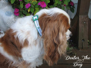 Personalized dog collars