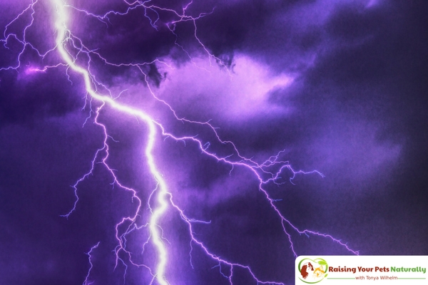 Preventing a dog or puppy from being scared of storms. A dog scared of thunder is much hard to treat than teaching a dog or puppy that storms are fun! #raisingyourpetsnaturally 