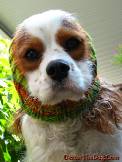 Custom dog snoods and reviews