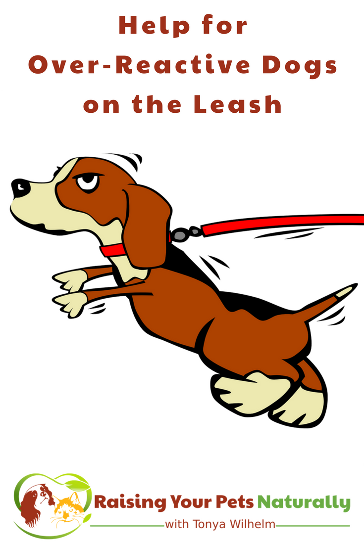 Is your dog lunging at the end of his leash? Whether he's unhappy around other dogs or just too excited, these tips can help. Bonus video! #raisingyourpetsnaturally #dogtraining #positivedogtraining #doglunging #dogaggression