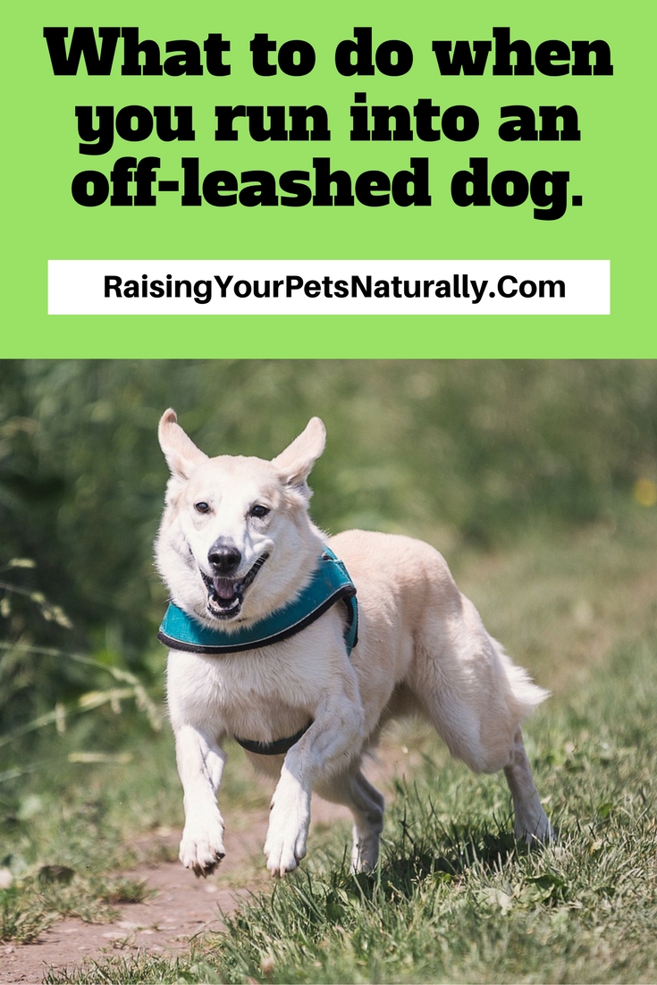 Running into an Aggressive Off-Leashed Dog What to do to Stay Safe. I have the right and an obligation to protect my family. Period. End of story. As I start to list some ideas to keep your dog safe, it is important to know that nothing is 100%.
