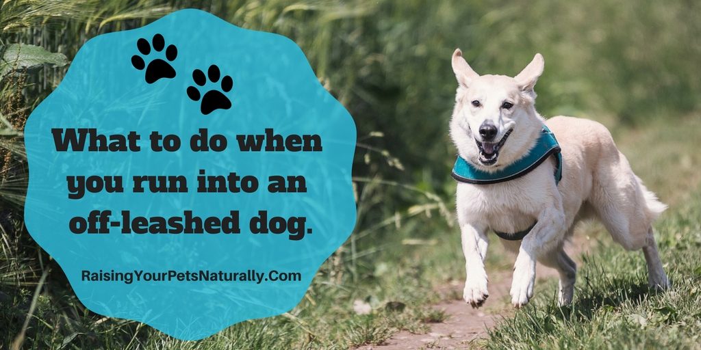 What to do when you run into an aggressive off leashed dog.