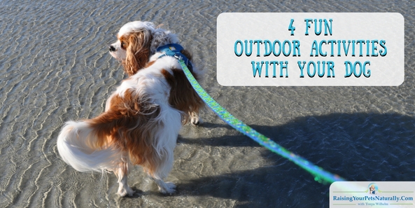 4 Fun Things To Do with Your Dog Outside ON LEASH! Fun things to do with your dog outside on his leash. #raisingyourpetsnaturally 