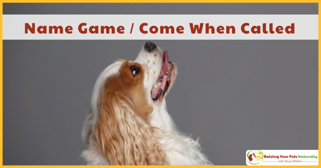 Learn how to teach your dog the value of his name. Come when called, not barking at the windows, they all start with a reliable Name Game. #raisingyourpetsnaturally