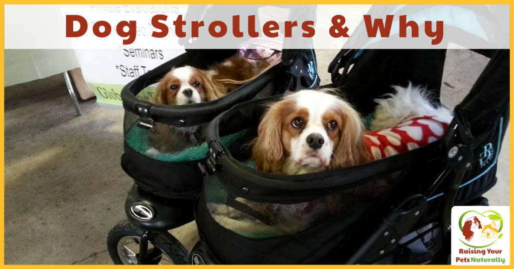 Dog Stroller, Pet Strollers and Why. Shouldn’t a dog be walking and getting exercise? I thought that too, but there are numerous reasons for a dog stroller. Read before you laugh. #raisingyourpetsnaturally