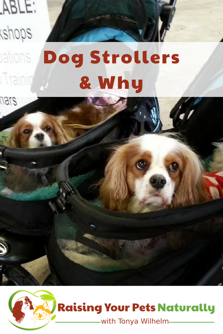 Dog Strollers and Why. Shouldn’t a dog be walking and getting exercise? There are numerous reasons for a using a pet stroller. Read before you judge. #raisingyourpetsnaturally 