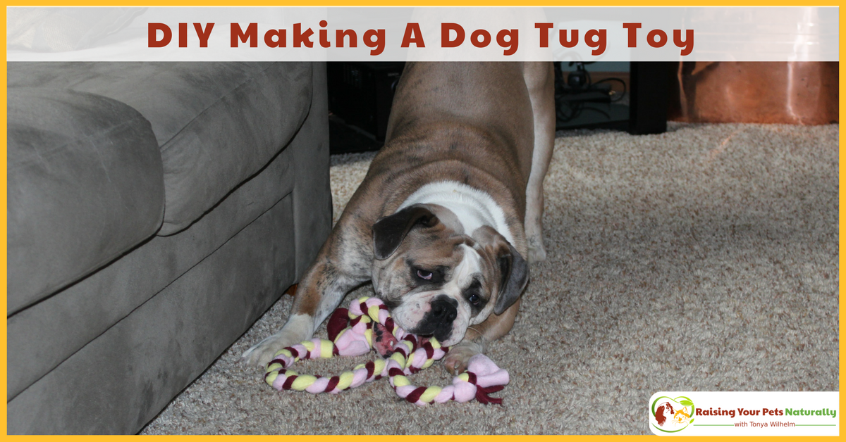 DIY for Dogs. How to make a dog tug of war toy out of fleece. Learn how easy it is to make a fun toy for dogs. #raisingyourpetsnaturally #diy #diydog #dogtoys