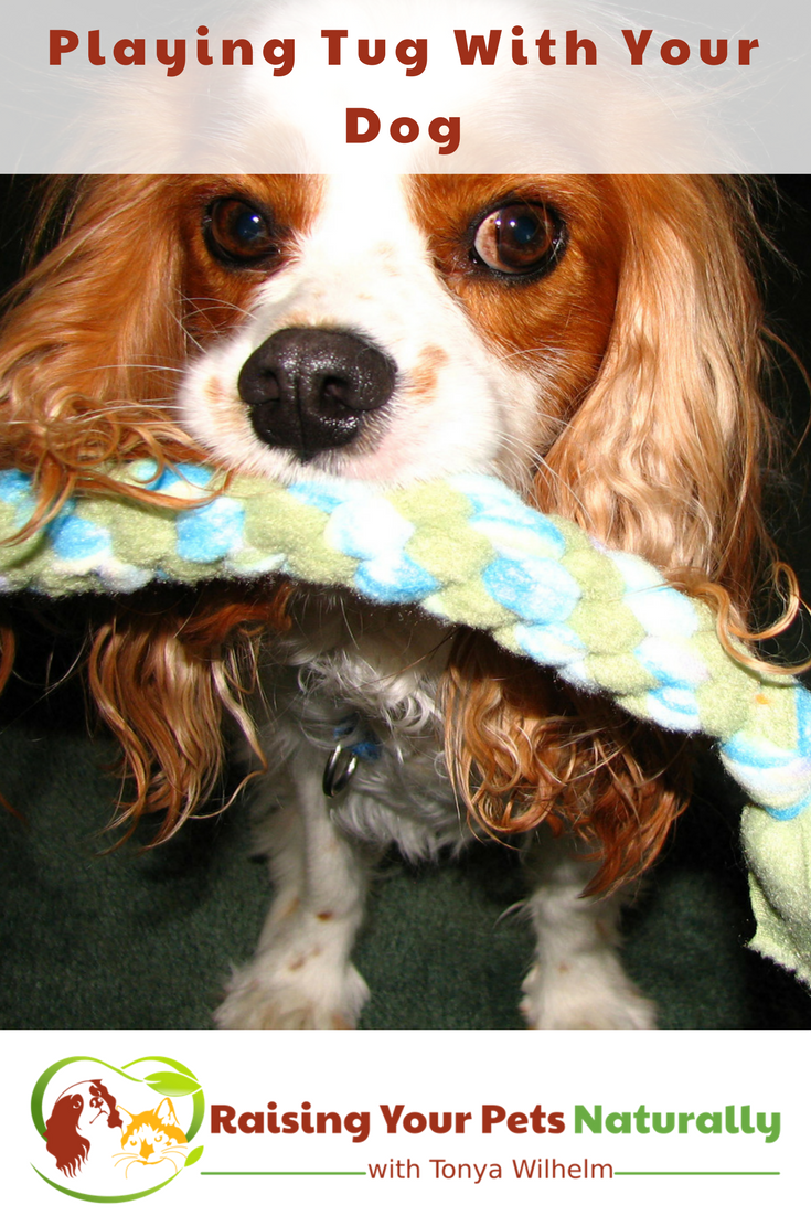 Games to Play with Your Dog | Dog Tug of War. Learn the ins and outs of playing tug of war with your dog. #raisingyourpetsnaturally #playdog #dogplay #gamestoplaywithyourdog #dogtug #tugofwar