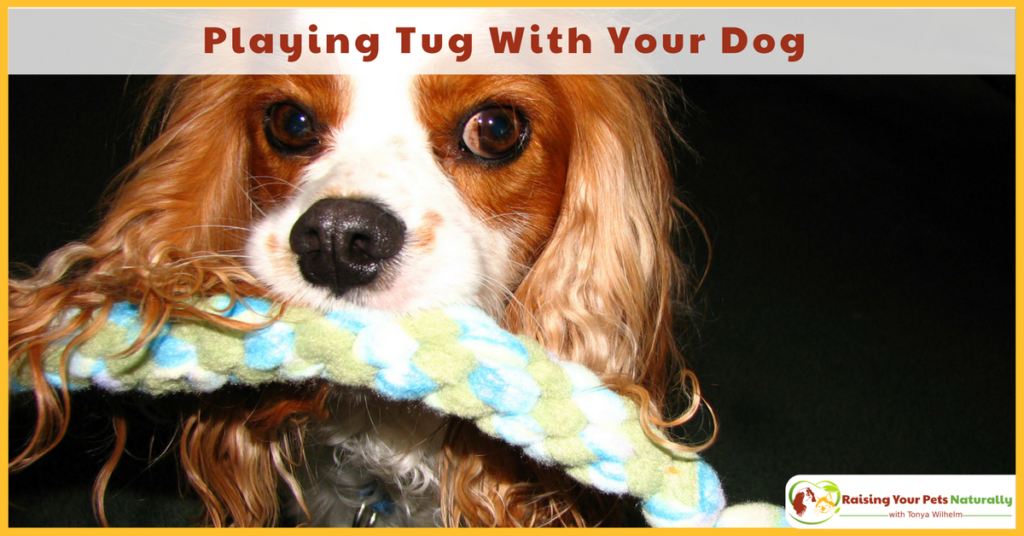 Games to Play with Your Dog | Dog Tug of War. Learn the ins and outs of playing tug of war with your dog. #raisingyourpetsnaturally