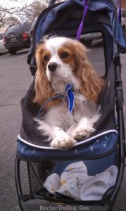 Dog, Cat and Pet Stroller Reviews: Pet Gear Special Edition Pet Stroller -  Raising Your Pets Naturally with Tonya Wilhelm