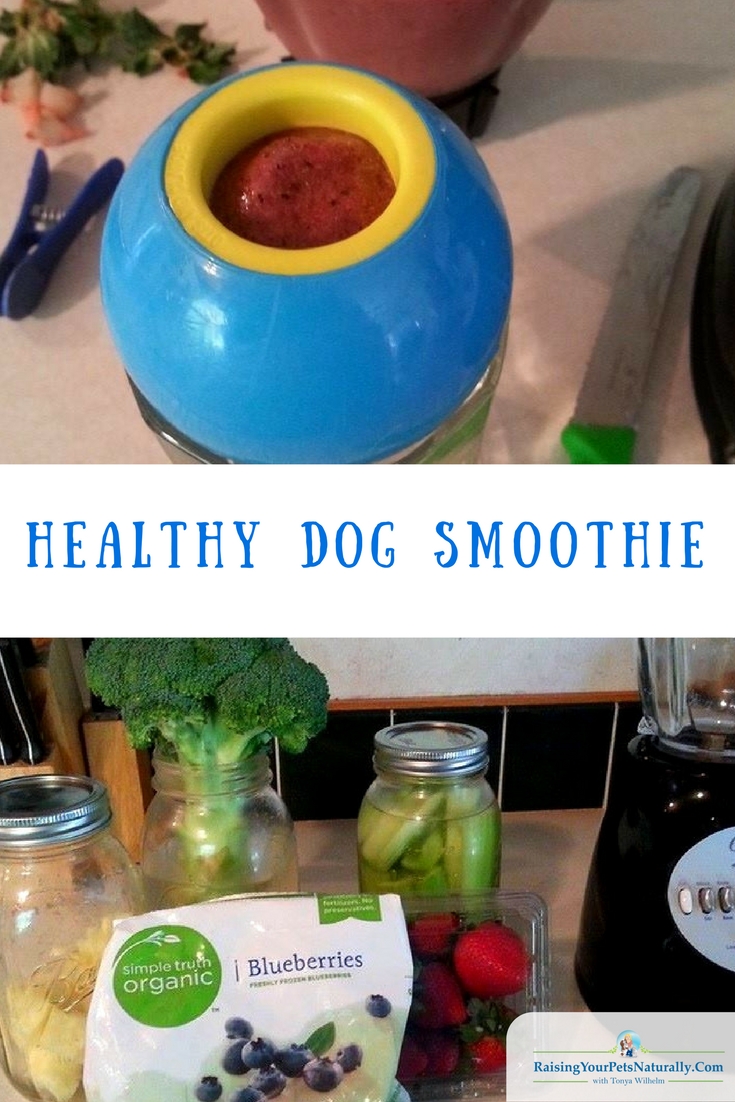 Healthy Dog Treat Recipes | Low Calorie Dog Smoothie Treat. Mom is always trying to find me healthy food and dog treats to eat. We also like to take our adventures to the local ice cream shops. She’s been feeling guilty for allowing me to eat the dairy and non-organic ice cream when we’re there. So, she came up with this little snack! Grandma’s morning smoothies were her inspiration.