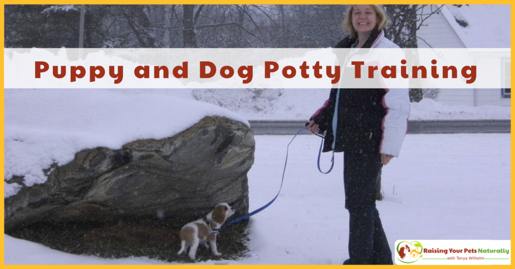 House-training a puppy and dog potty training tips. Read more on house training a puppy or dog. #raisingyourpetsnaturally