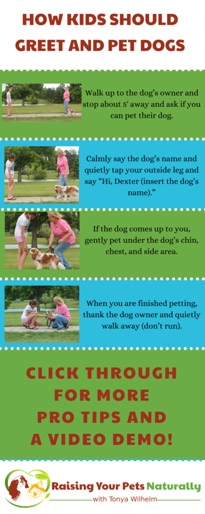 Kids and dogs can be amazing friends. Learn how to teach your child to greet, pet and say hello to dogs. #raisingyourpetsnaturally #kidsanddogs #childrenanddogs #dogsandkids 