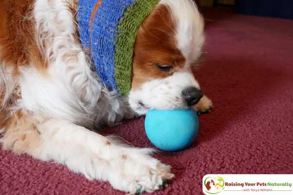 Games to Play with Your Dog | Dog Tug of War. Learn the ins and outs of playing tug of war with your dog. #raisingyourpetsnaturally