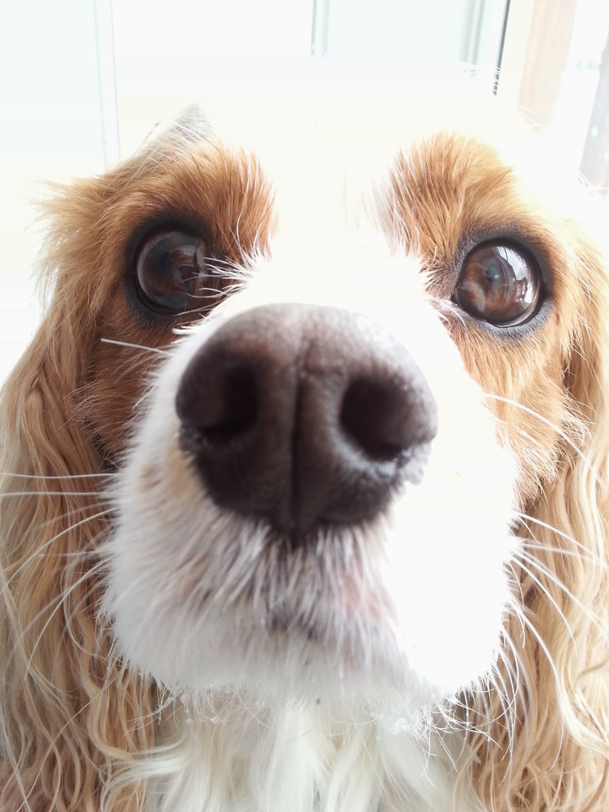 Dogs and people. Two species I work with on a daily basis. That’s right. Two DIFFERENT species. Sometimes these differences can get us into trouble if we don’t recognize them. Today I want to talk about eye contact.