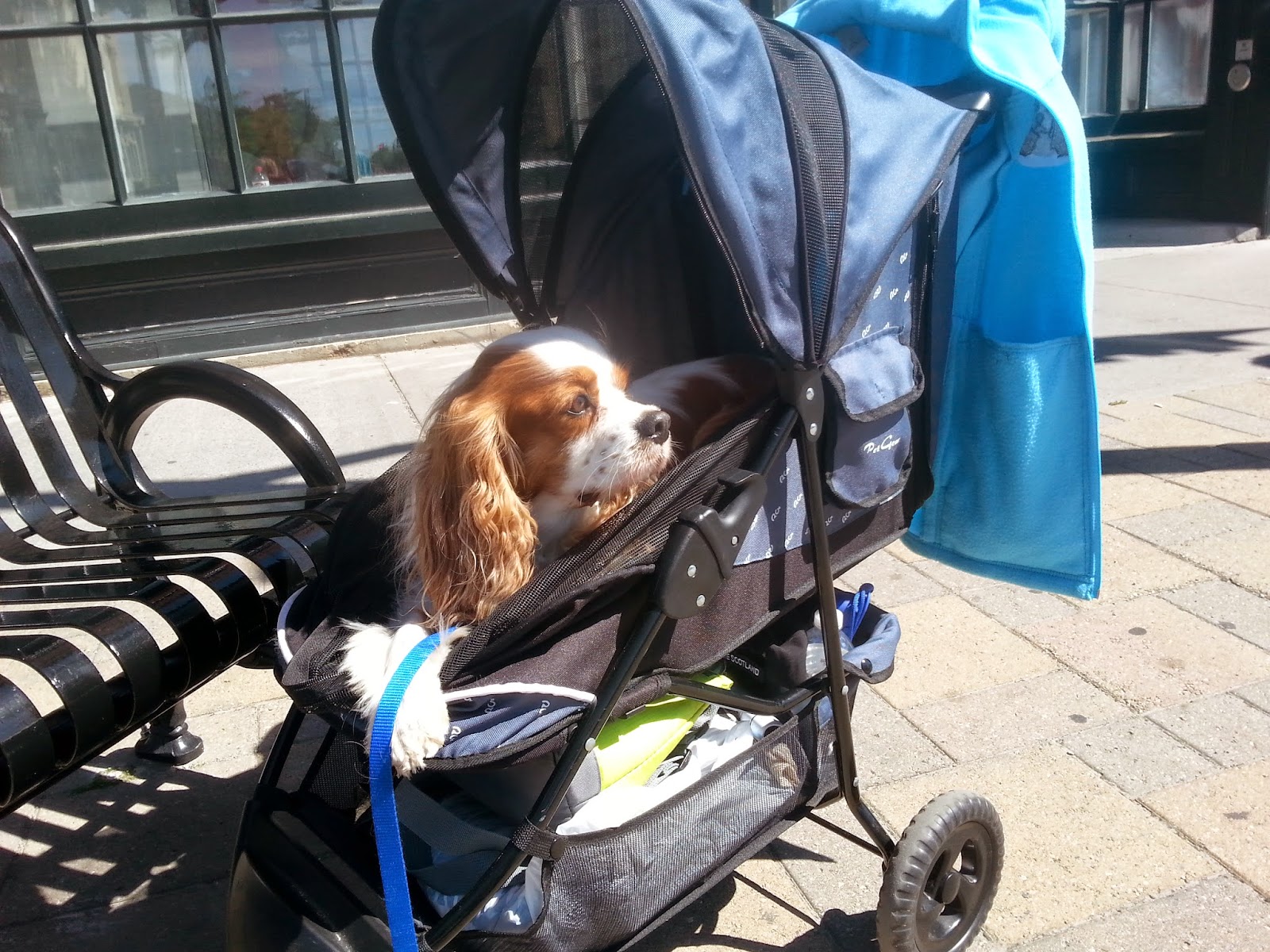 Find the best dog and pet strollers