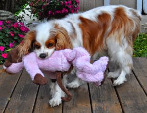 Best dog toy reviews.