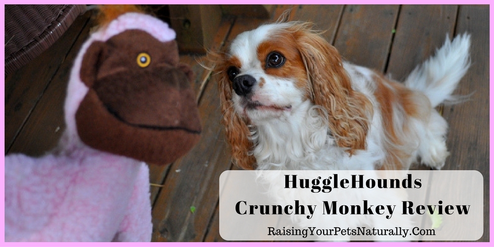 HuggleHounds Crunchy Monkey Dog Toy Review. Are you looking for a fun and durable dog toy? Check out this funny monkey.