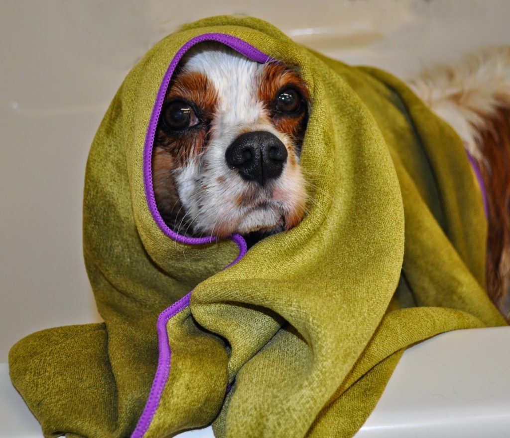 Mugzy's Mutt Dog Towel Review