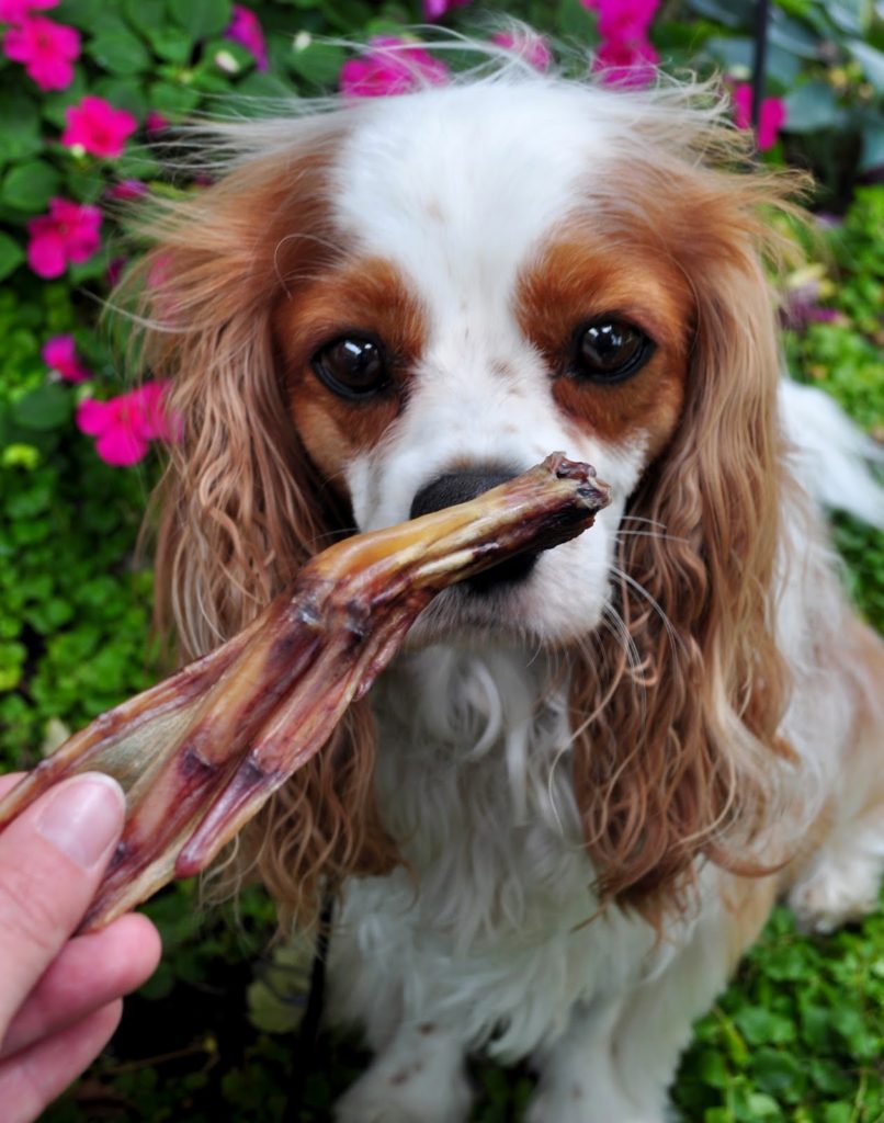 Healthy Duck Feet For Dogs