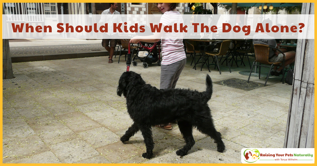 Kids and pets, dogs and kids. I love them both! But, when it comes to our children and dogs we do need to be aware and keep both safe. At what age should a kid be able to walk the dog alone? Read more. #raisingyourpetsnaturally 