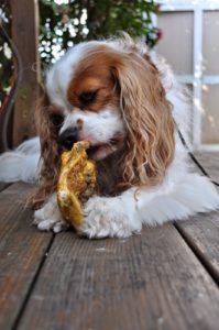 Safe and Natural Dog Chews