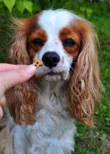 Organic dog treat reviews