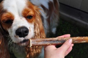 Healthy Bully Stick Reviews