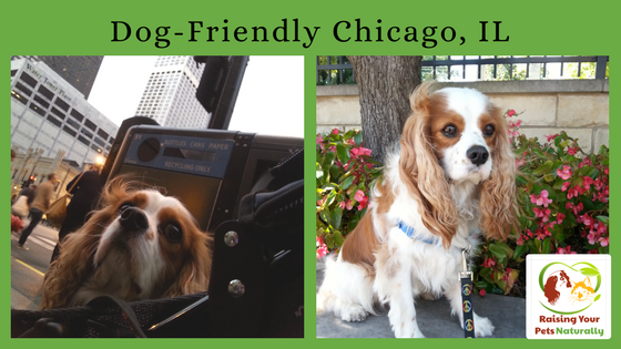 Dog-Friendly Vacations: Dog-Friendly Chicago, Illinois. Don't miss out on all the fun dog-friendly activities Chicago has to offer. Click to join the fun. #raisingyourpetsnaturally