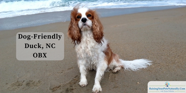 Dog-Friendly Vacations: Dog-Friendly Outer Banks: Duck, North Carolina Dog-Friendly Duck, NC
