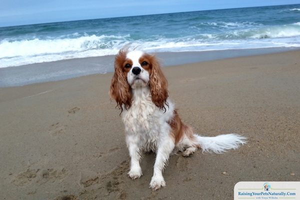 Outer Banks dog-friendly beaches
