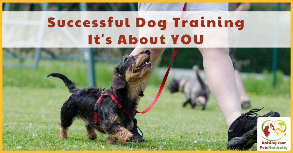 Dog Training and Dog Trainers are Not The End Result It's about what you, the owner do outside of your dog training lessons that will determine your dog's success. #raisingyourpetsnaturally