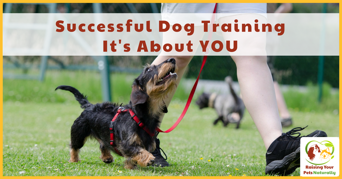 Successful Dog Training is About YOU. Dog Training and Dog Trainers are Not The End Result It's about what you, the owner do outside of your dog training lessons that will determine your dog's success. #raisingyourpetsnaturally