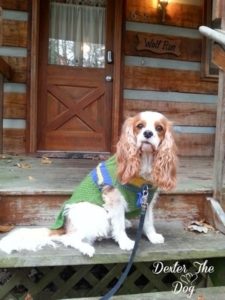 Dog friendly gatlinburg 