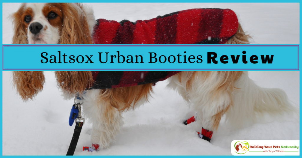 Dog Shoes and Dog Boots for Snow. Saltsox Urban Booties Dog Boots that Stay On! #raisingyourpetsnaturally